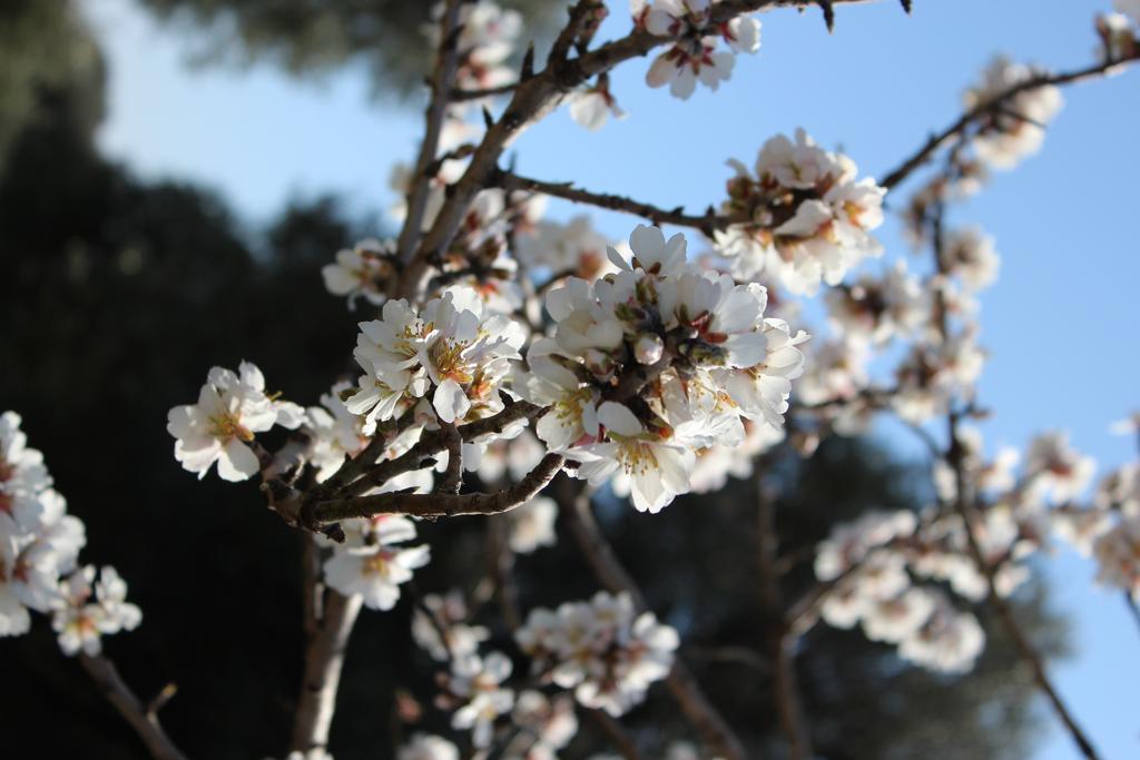 Masseria Valente ออสตูนี ภายนอก รูปภาพ
