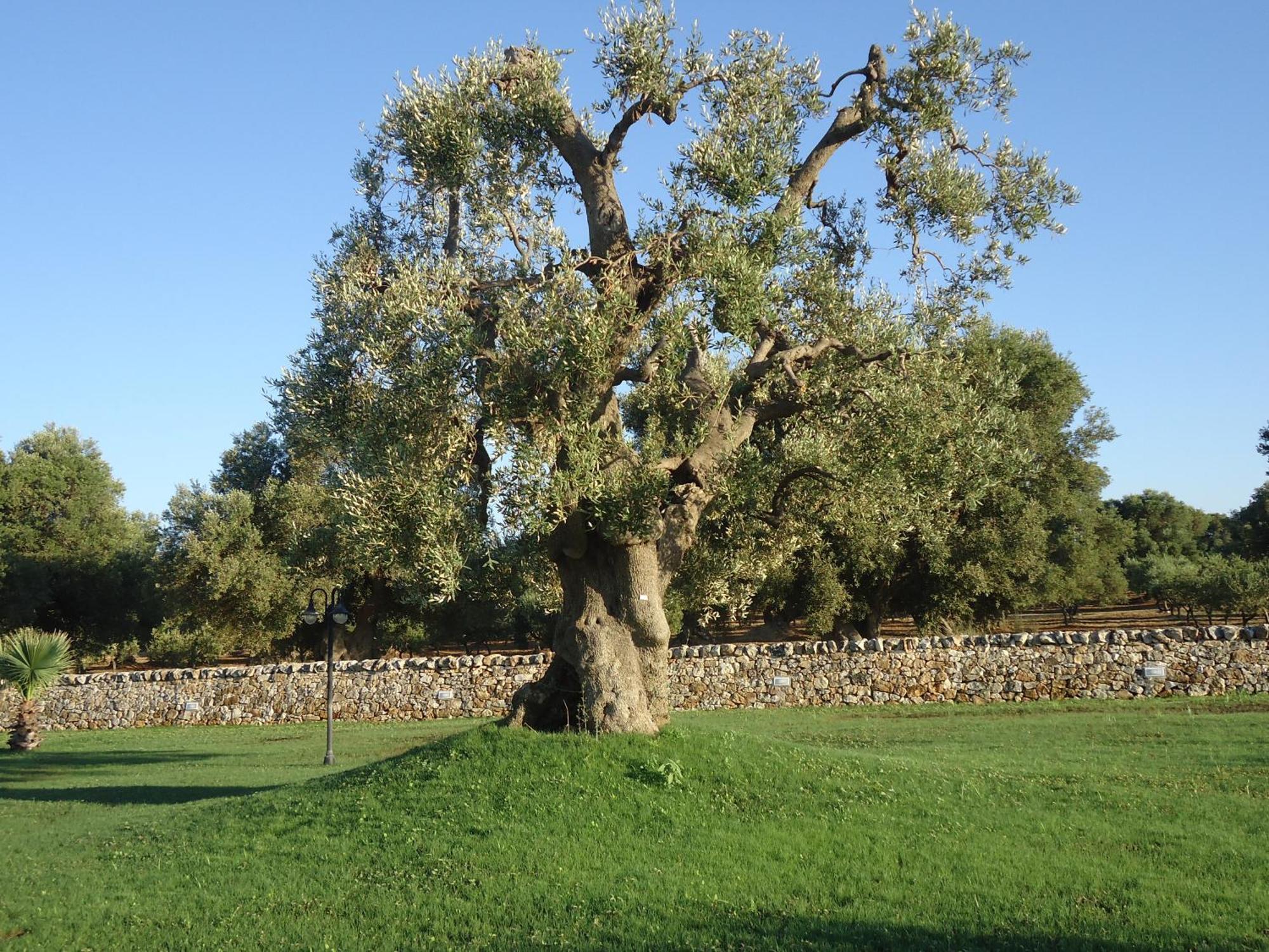 Masseria Valente ออสตูนี ภายนอก รูปภาพ
